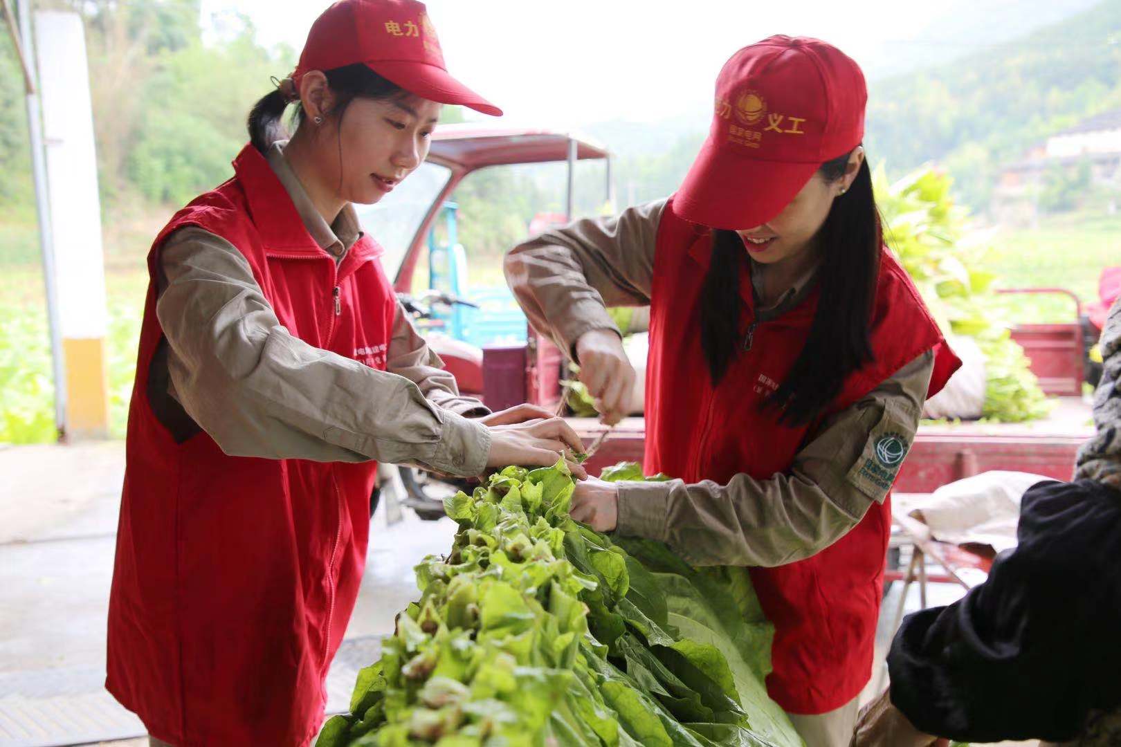 國網(wǎng)福建延平區(qū)供電公司：延伸優(yōu)質服務 助力煙農增產(chǎn)增收